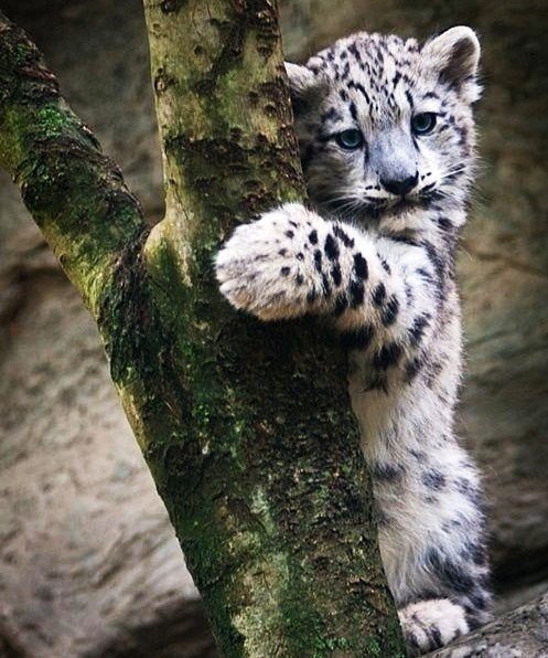 Самые смешные животные