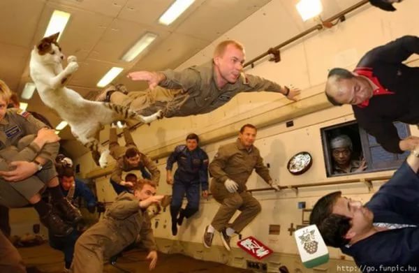 Почему нельзя кота в космос запустить