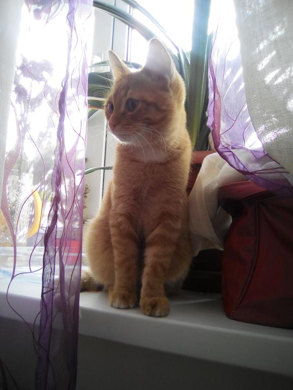 Котовторник 04/04/2017