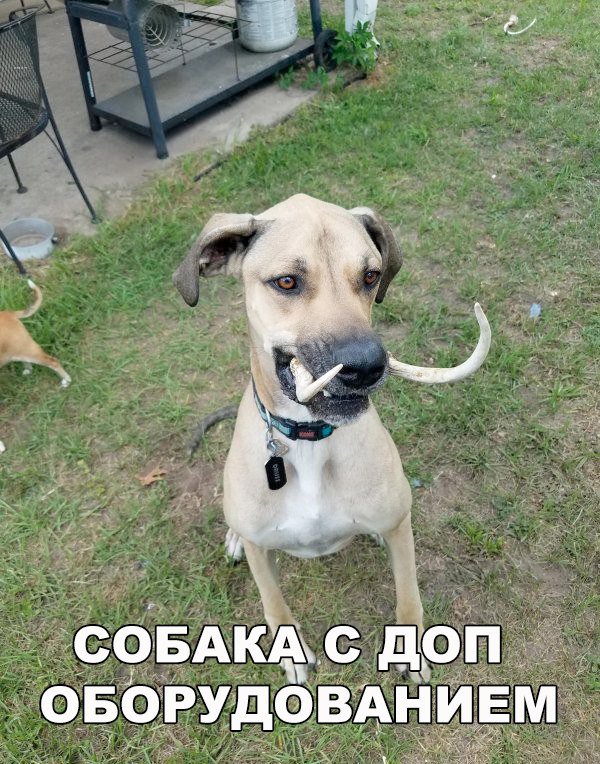 Подборка забавных животных