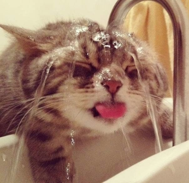 Коты и Кошки