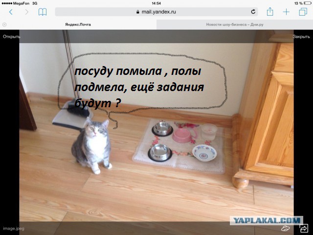 Нашли его поздней осенью в лесу, совсем еще слепого...