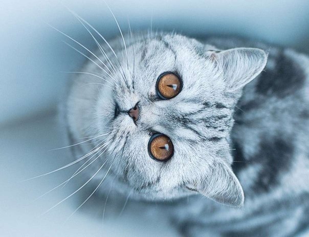 Коты и Кошки