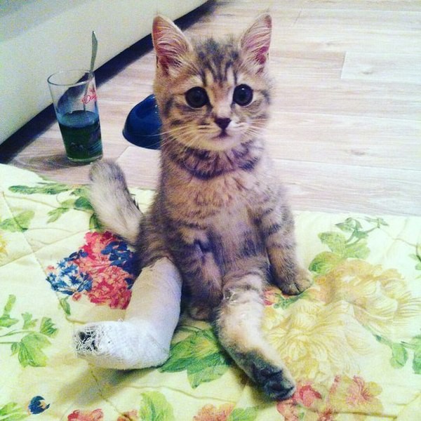 Котовторник  05.12.2017