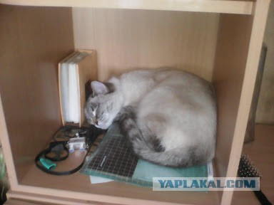 Котовторник  19.12.2017