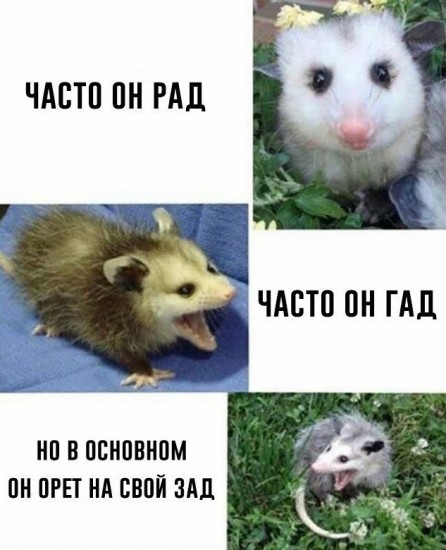 Тятя! Тятя! Наши сети принесли неадекват!
