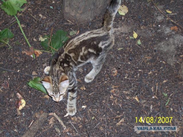 Котовторник на ЯПлакал!