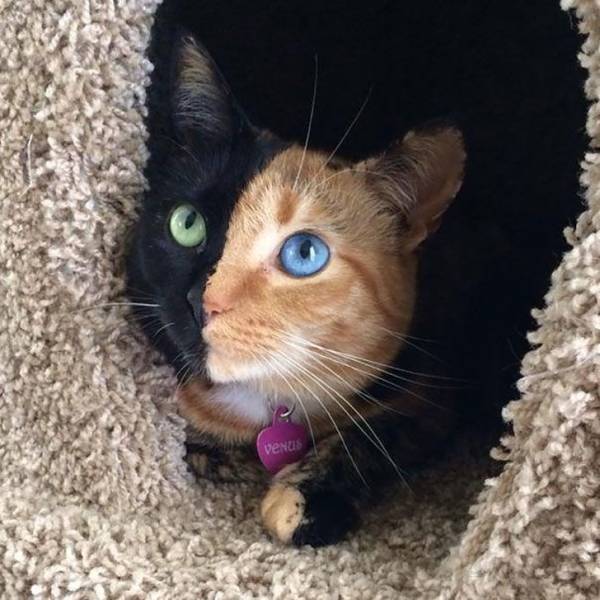 Прикольных котов пост