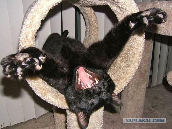 Коты говорят НЕТ понедельникам! Зевающие коты
