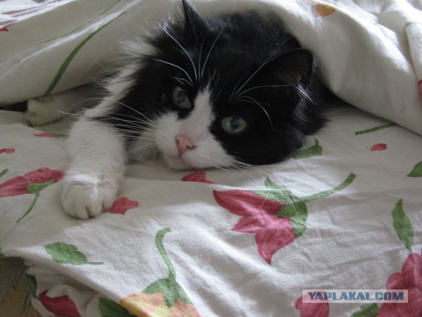 Котовторник