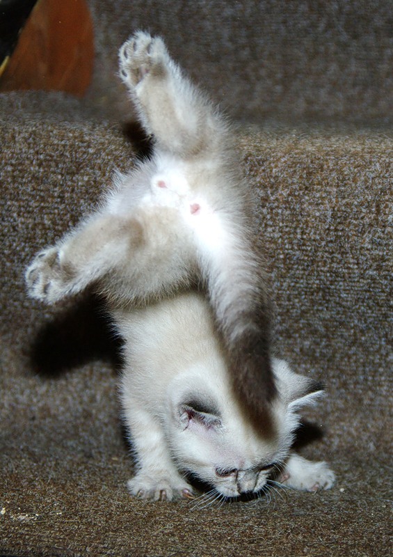 Котовторник!