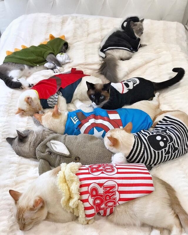 Прикольных котов пост