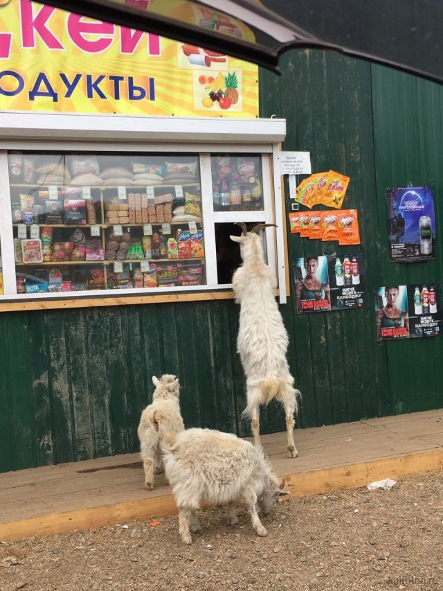 Милые животные. Мимиметр сломался