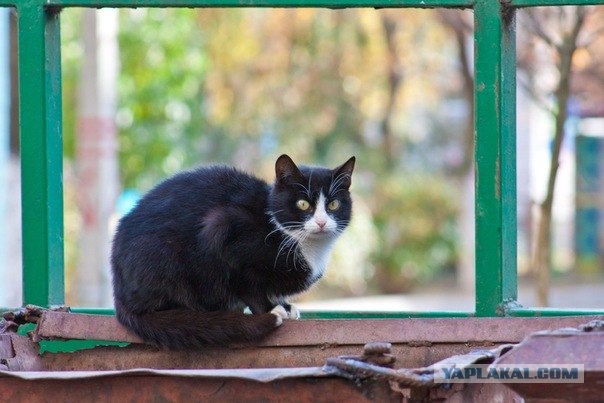 Котовторник 20.12.2011
