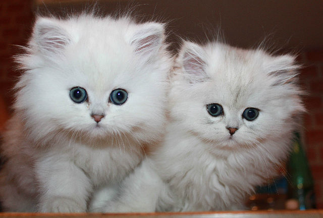 Котовторник 17 января