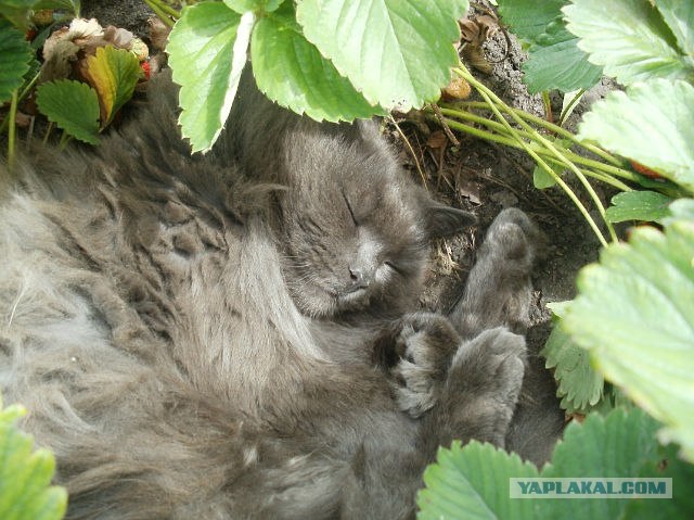 Котовторник 27.03.2012