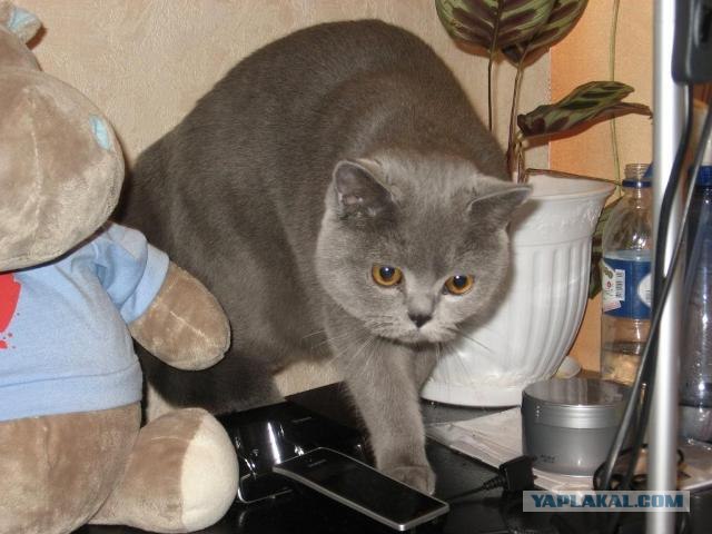 Котовторник 03 07 2012