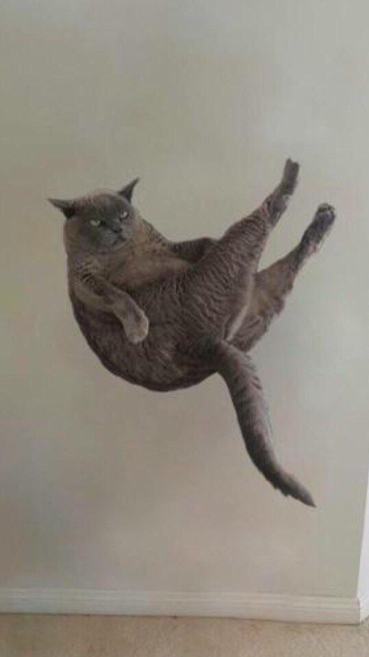 Забавные фото котеек