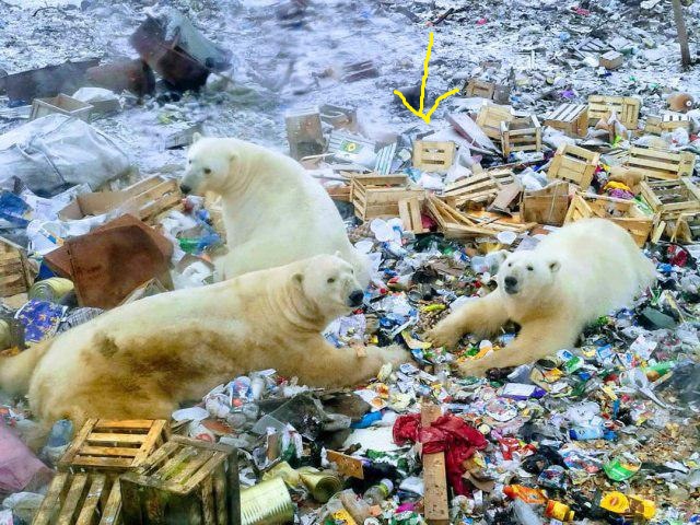 Фотографии с нашествием медведей в Архангельской области привели европейцев в состояние некоторой шокированности