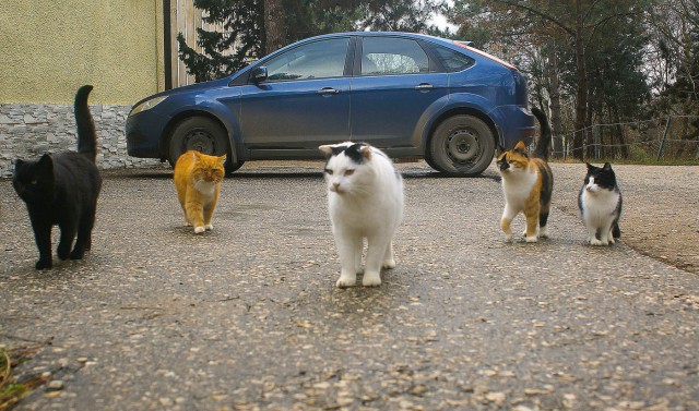 котовторник 07.05.2019