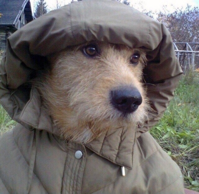 Живность из сети