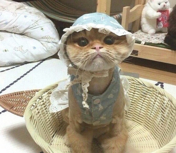 Забавные животные