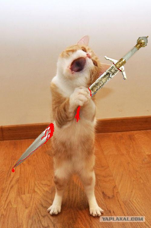 Кот певец