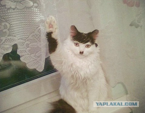 Русский - это объединяет