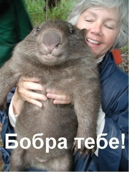 Simon's Cat in 'Nut Again'