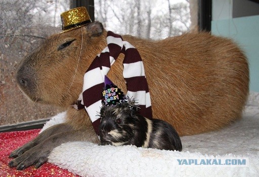 Грызуны