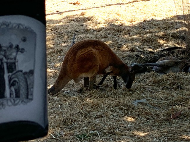 ЯП кругосветка. Этот проект завершился!