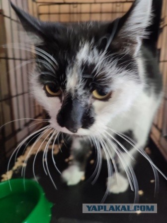 Мариупольские котики экстренно ищут дом