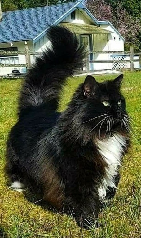 Начинаем котовторник.