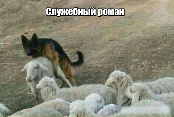 Когда ты очень ленивая пастушья собака