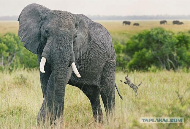 Приключения кота в Африке!