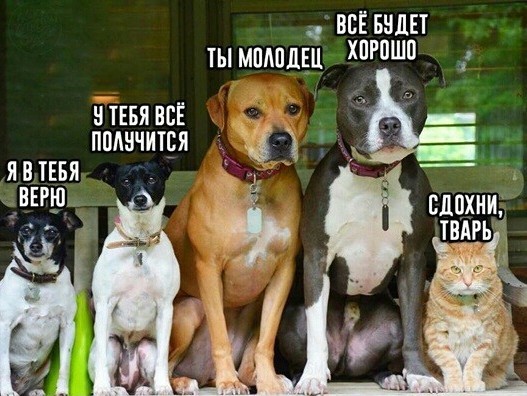 Почему кошки до сих пор полностью не приручены человеком?