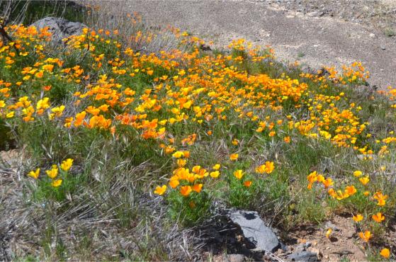 Хочу дачу на канарах!