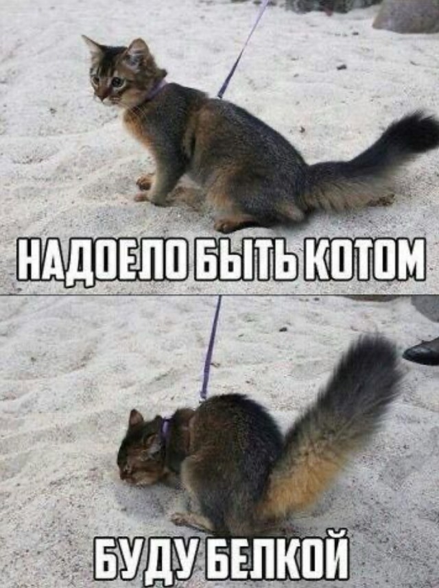 К котовторнику: подборка картинок-баянов с котиками и про котиков. Выпуск 4