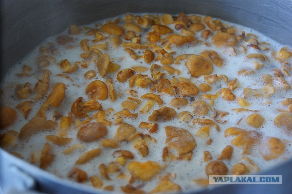Лисички маринованные, Запасаюсь на зиму