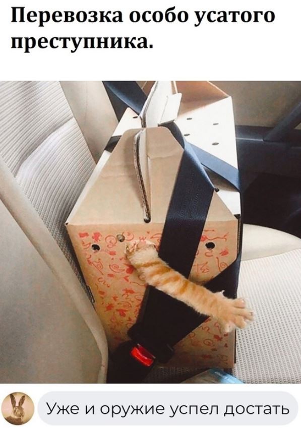К котовторнику: подборка картинок-баянов с котиками и про котиков. Выпуск 16.