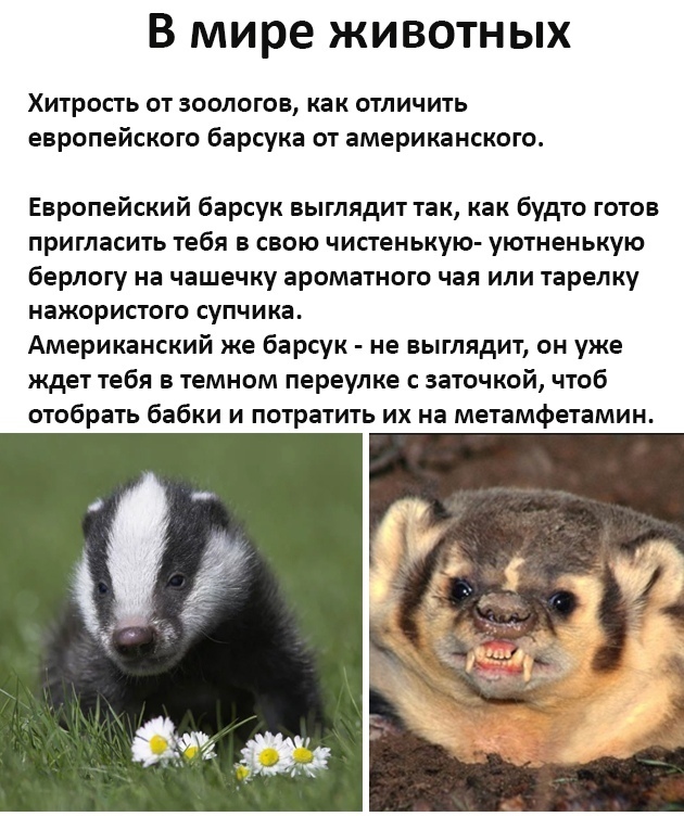 Барсук  жует сельдерей