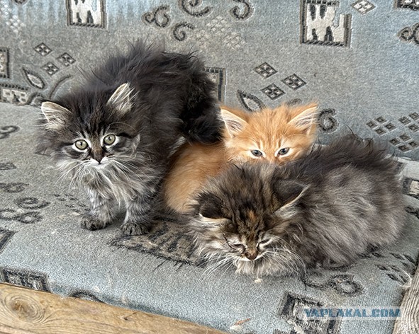 А не нужно ли кому котят?