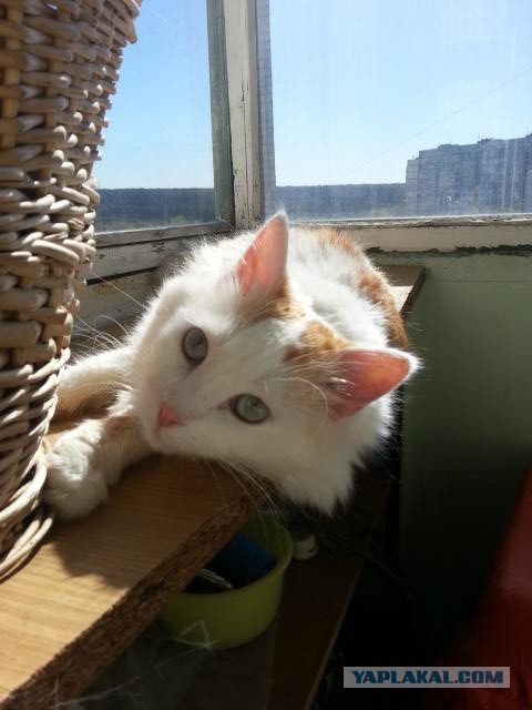 Котовторник 9.07.2013