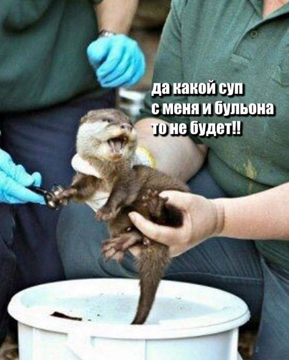 Картинки для деградации 156 (разной степени свежести)