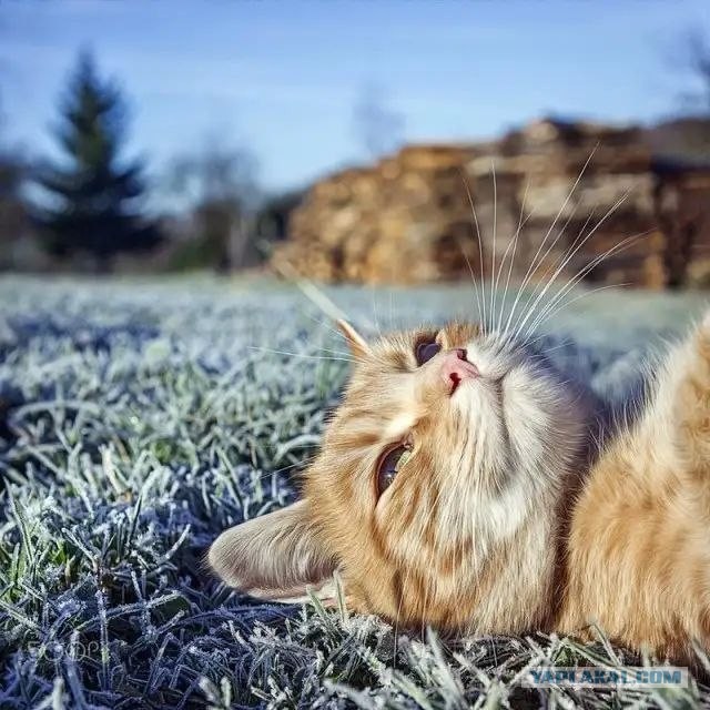 Мой котик