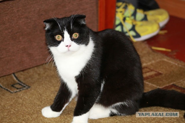 Котиковая выставка "Инфокот 2013"