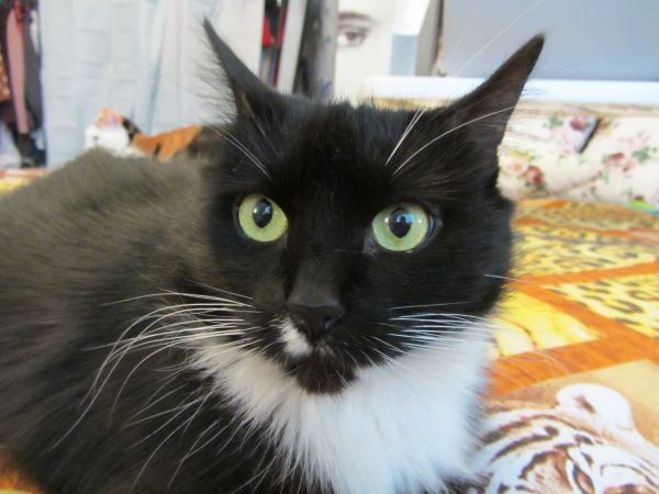 Котовторник 29.10.2013