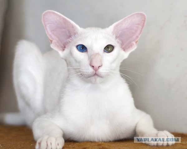 Котовторник 25.02.2014