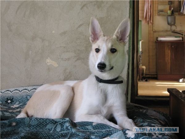 Спасенные собаки