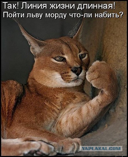 Котовторник  25.03.2014